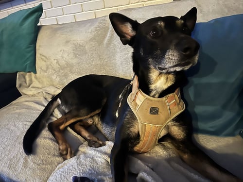 SIGMOND - German Shepherd Dog / Australian Kelpie for adoption in Hayward