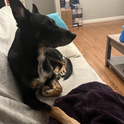 SIGMOND - German Shepherd Dog / Australian Kelpie available for adoption
