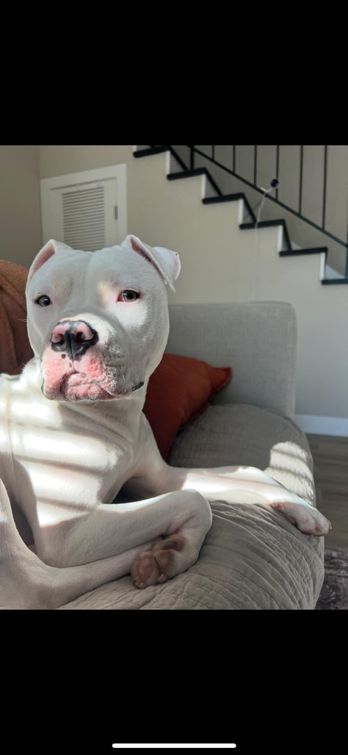 DUMPLING - Pit Bull Terrier available for adoption