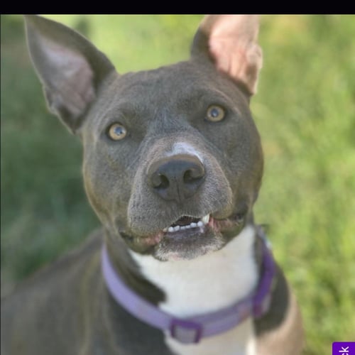 TINSEL - Pit Bull Terrier available for adoption