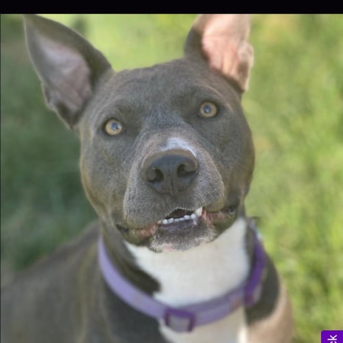 TINSEL - Pit Bull Terrier available for adoption