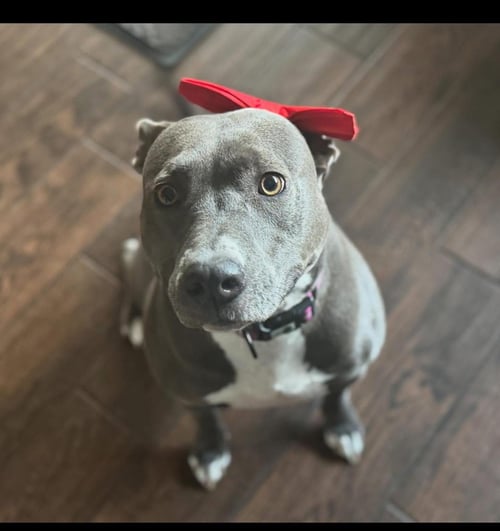 TINSEL - Pit Bull Terrier available for adoption