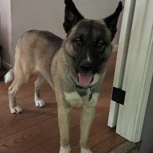 ARLO - German Shepherd Dog for adoption in Hayward