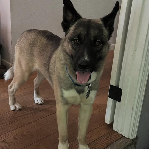ARLO - German Shepherd Dog available for adoption