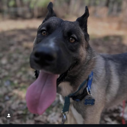 ARLO - German Shepherd Dog available for adoption
