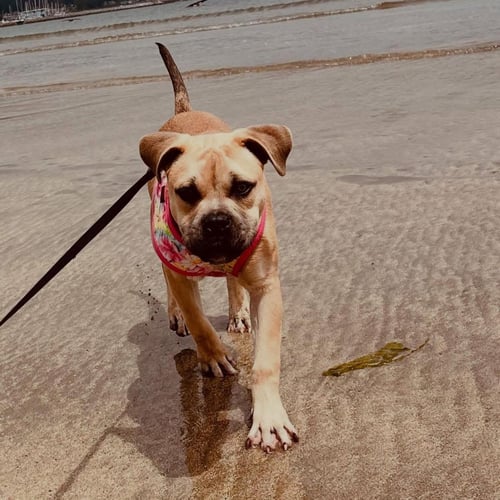 BINDI - English Bulldog available for adoption