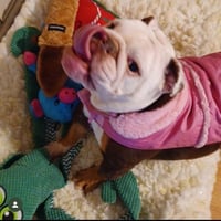 Izzy - Photo 4