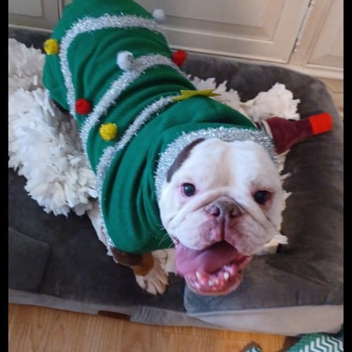 IZZY - English Bulldog available for adoption