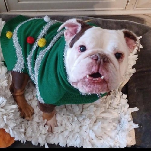 IZZY - English Bulldog available for adoption