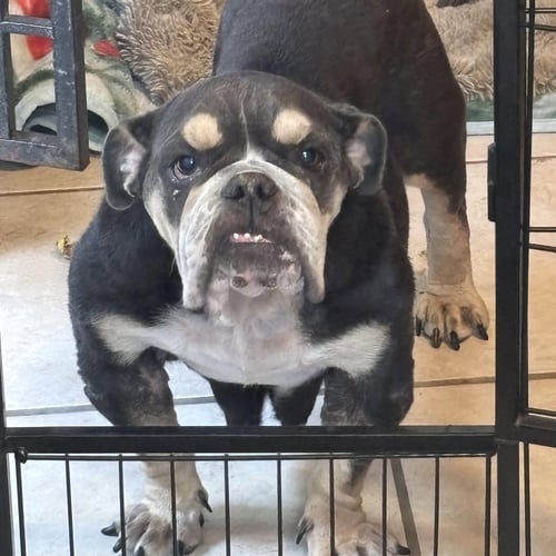 NANA - English Bulldog available for adoption