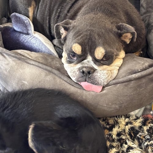 NANA - English Bulldog available for adoption