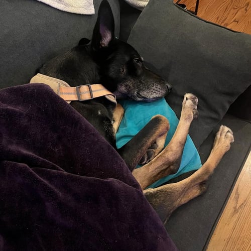 SIGMOND - German Shepherd Dog / Australian Kelpie for adoption in Hayward