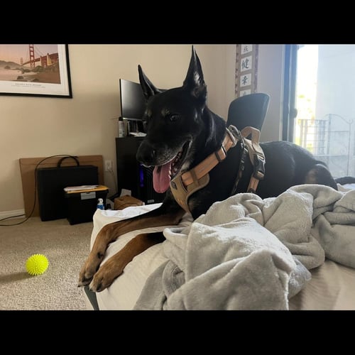 SIGMOND - German Shepherd Dog / Australian Kelpie available for adoption