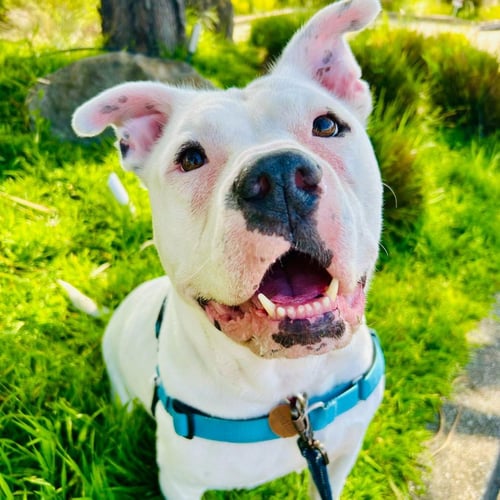 SUNDAE - Pit Bull Terrier for adoption in Hayward