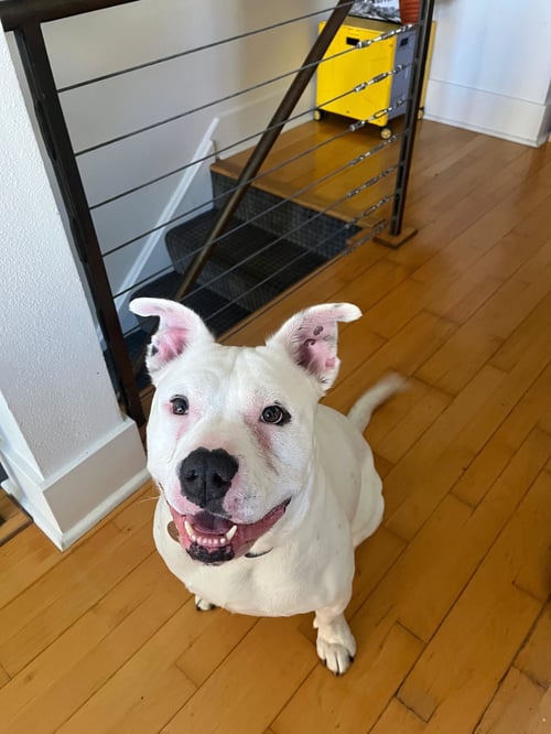 SUNDAE - Pit Bull Terrier available for adoption