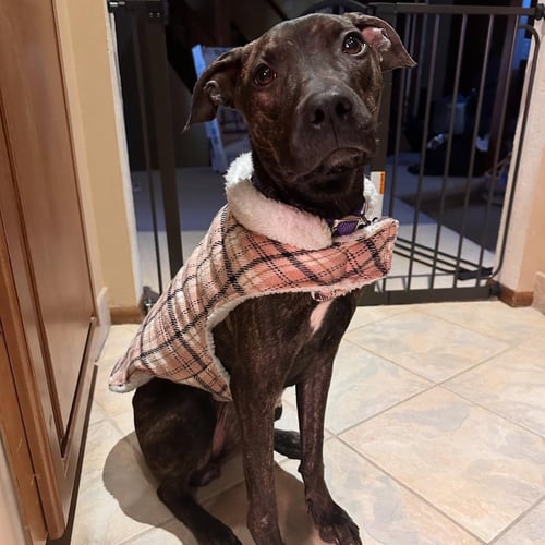 SASHA - Pit Bull Terrier / Plott Hound available for adoption