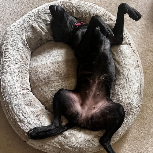 SASHA - Pit Bull Terrier / Plott Hound available for adoption