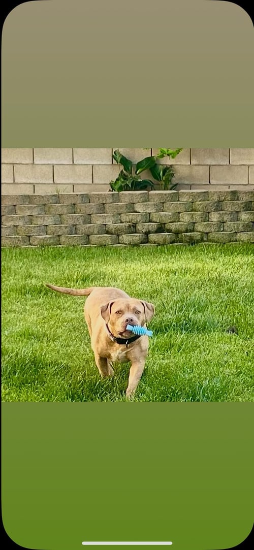 INDIE - Pit Bull Terrier available for adoption