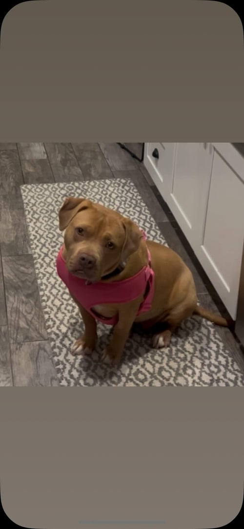 INDIE - Pit Bull Terrier available for adoption