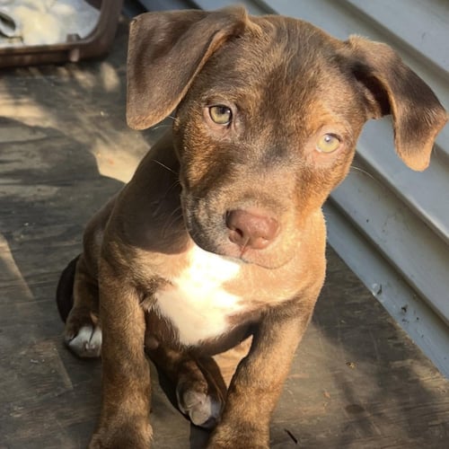 NOAH - Pit Bull Terrier / Labrador Retriever available for adoption