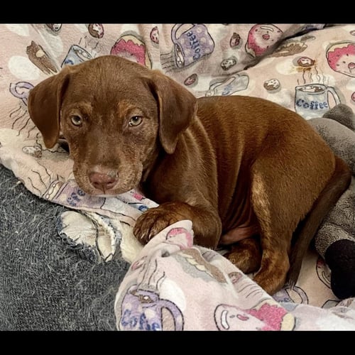 NOAH - Pit Bull Terrier / Labrador Retriever available for adoption