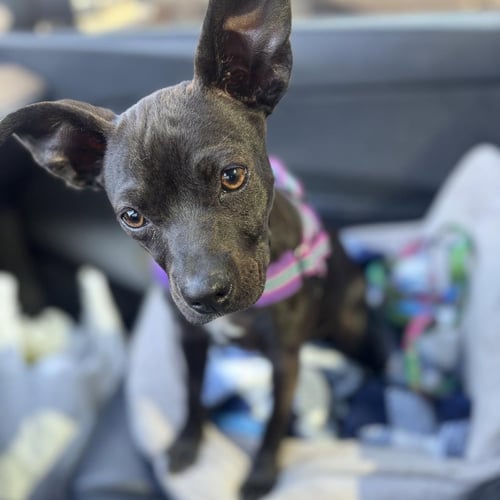 RAISIN - Boston Terrier / Terrier available for adoption