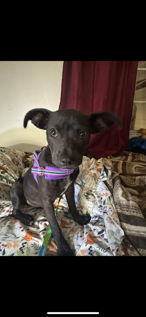 RAISIN - Boston Terrier / Terrier available for adoption