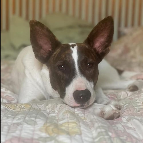 CEDAR - Australian Cattle Dog/Blue Heeler / Cattle Dog for adoption in Hayward