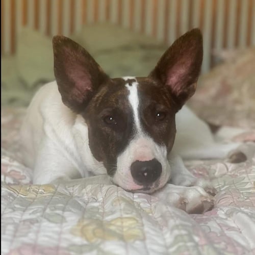 CEDAR - Australian Cattle Dog/Blue Heeler / Cattle Dog available for adoption
