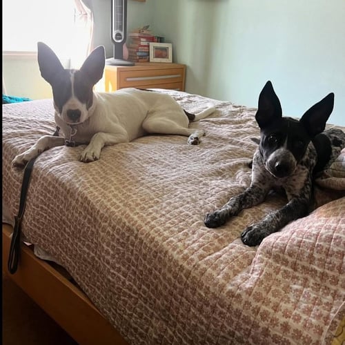CEDAR - Australian Cattle Dog/Blue Heeler / Cattle Dog available for adoption