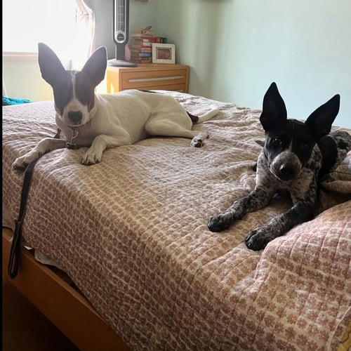 CEDAR - Australian Cattle Dog/Blue Heeler / Cattle Dog available for adoption