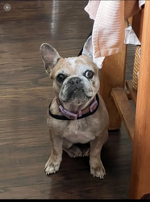 BARBIE - French Bulldog available for adoption