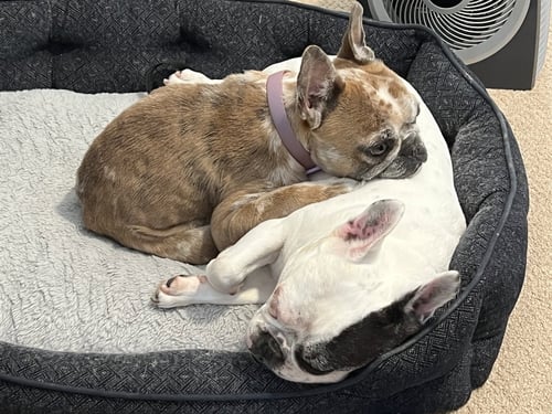 BARBIE - French Bulldog available for adoption