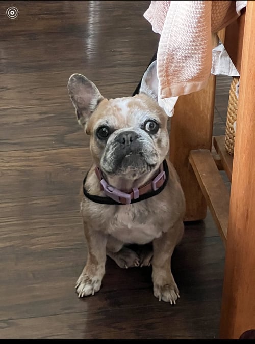 BARBIE - French Bulldog available for adoption