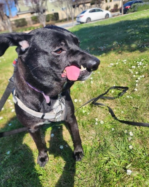 DESTINY - Belgian Shepherd Malinois / Pit Bull Terrier available for adoption