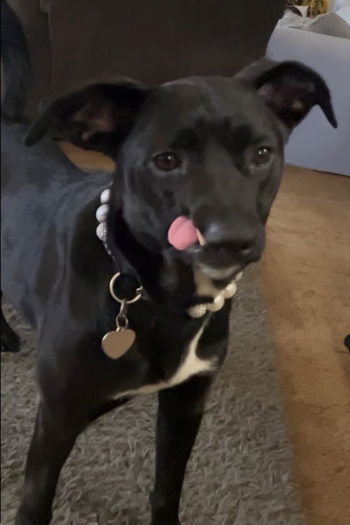 DESTINY - Belgian Shepherd Malinois / Pit Bull Terrier available for adoption