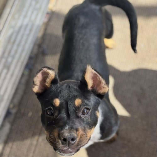 QUORRA - American Pit Bull Terrier / Pit Bull Terrier for adoption in Hayward