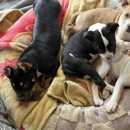 QUORRA - American Pit Bull Terrier / Pit Bull Terrier available for adoption