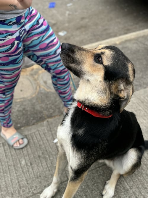 JUDE - German Shepherd Dog / Terrier available for adoption