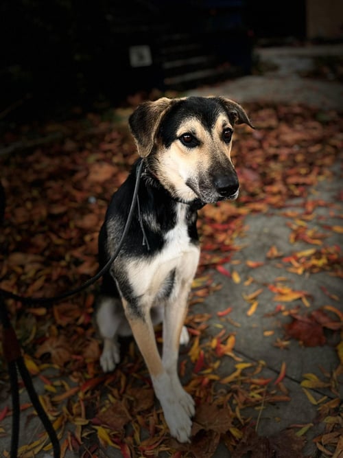 JUDE - German Shepherd Dog / Terrier available for adoption