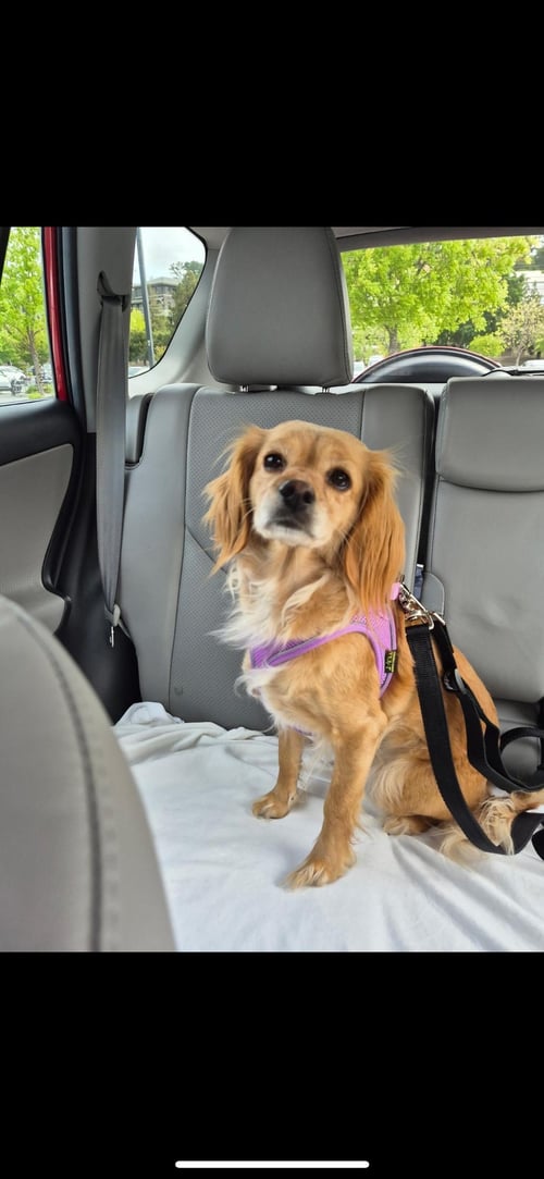 BELLA - Cocker Spaniel for adoption in Hayward