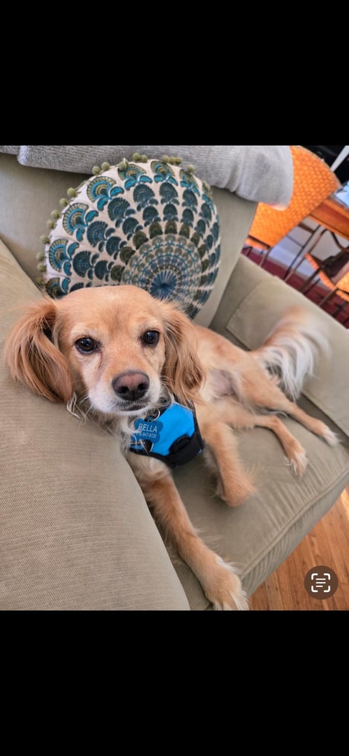 BELLA - Cocker Spaniel available for adoption