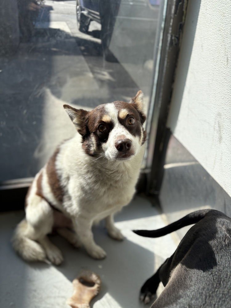 IAN #7198 - Chihuahua / Corgi available for adoption