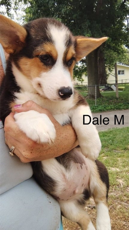 Dale Image