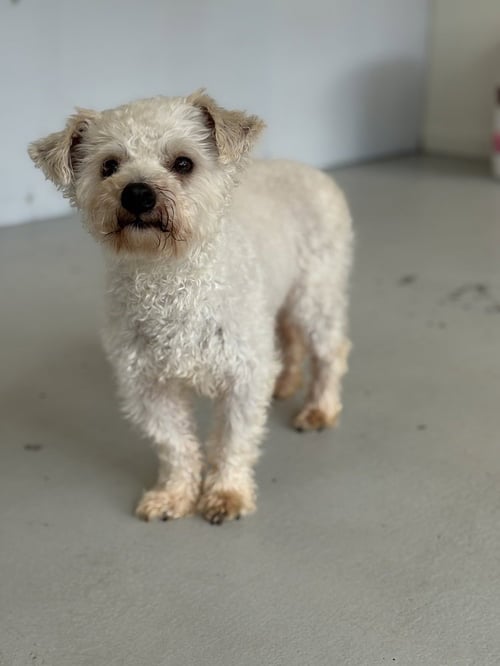 BENSON #2578 - Poodle (Miniature) available for adoption
