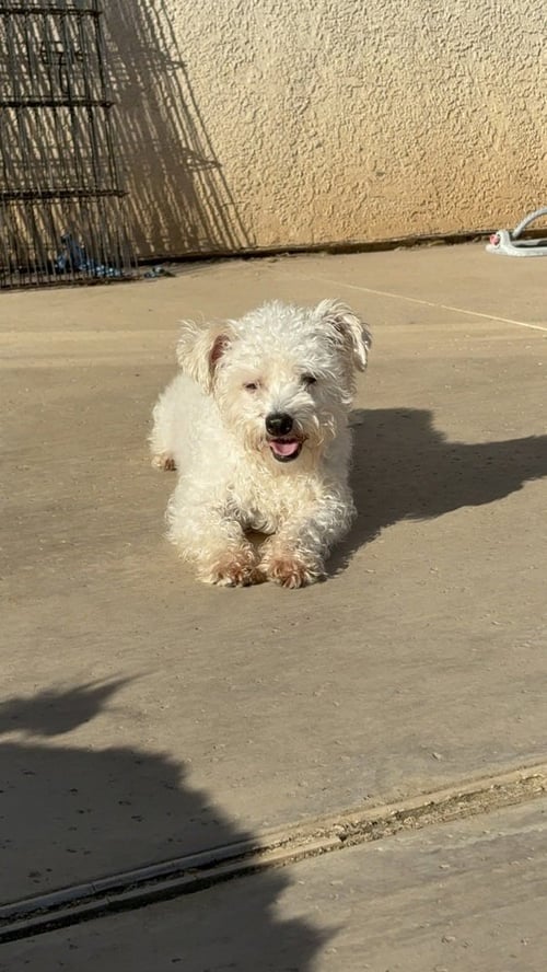 BENSON #2578 - Poodle (Miniature) available for adoption
