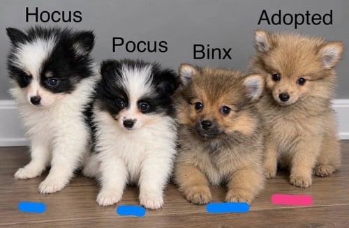 HOCUS