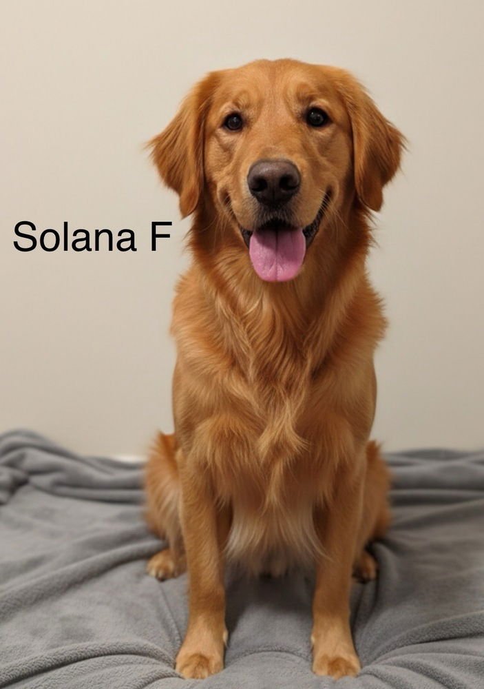 SOLANA - Golden Retriever available for adoption