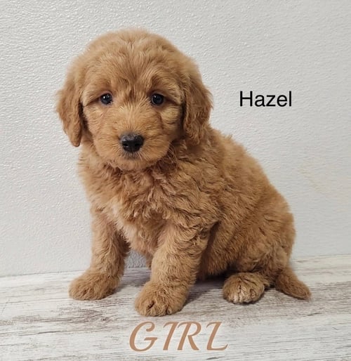 LAMINE - Golden Retriever / Poodle (Miniature) available for adoption