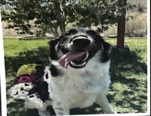 PENNY - Great Pyrenees / Border Collie available for adoption